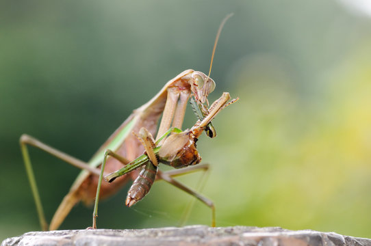 カマキリの食事