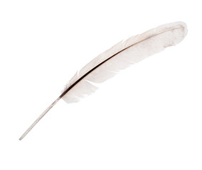 light grey one rooster feather isolated on white