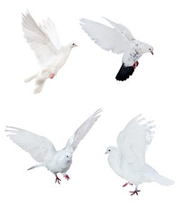 four isolated white doves