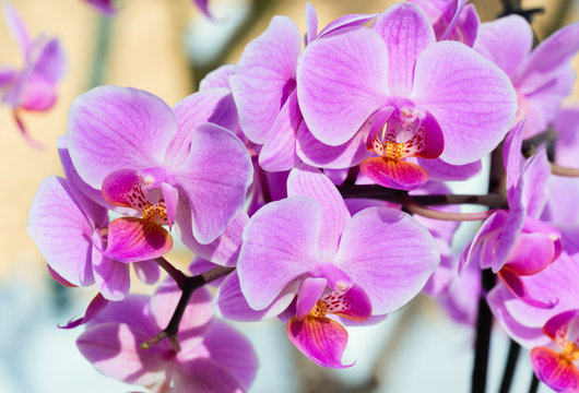 Pink orchid flower