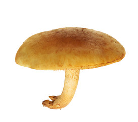 yellow Hypholoma capnoides isolated on white