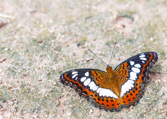 Fototapeta na wymiar Beautiful butterfly in nature. Pang Sida National Park.