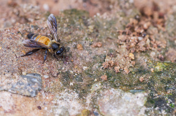 Beautiful bee in nature.
