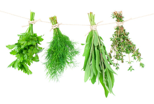 Fresh Herbs Hanging Isolated On White Background