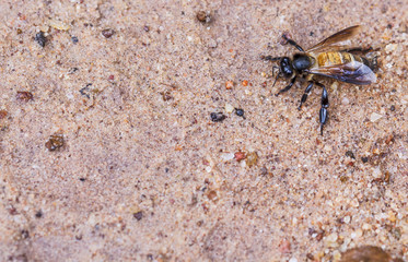 Beautiful bee in nature.