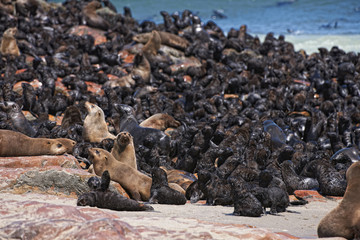 Suedafrikanischer Seebaeren, Cape Cross, Skeleton Coast, Namibia