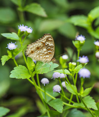 Beautiful butterfly in nature. Pang Sida National Park.