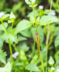 Beautiful dragonfly in nature