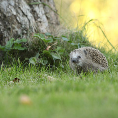 Little hedgehog looking at you