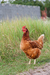 Chicken walks on nature