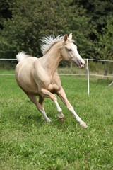 Naklejka na ściany i meble Beautiful palomino horse running on pasturage