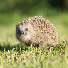 Little hedgehog looking at you
