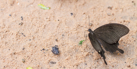 Beautiful butterfly in nature. Pang Sida National Park.