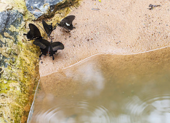 Beautiful butterfly in nature. Pang Sida National Park.