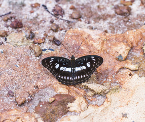 Beautiful butterfly in nature. Pang Sida National Park.