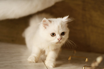 Adorable kitten propped up