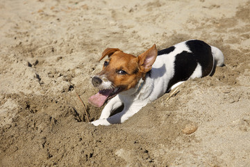 Puppy on the beach