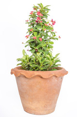 Small red flowers in pot
