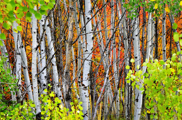Fototapeta premium Forest of Pine, Aspen and MapleTrees in Fall