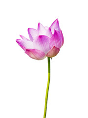 magenta lotus flower
