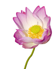 magenta lotus flower Isolated on white background.