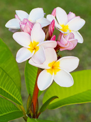 frangipani flower.