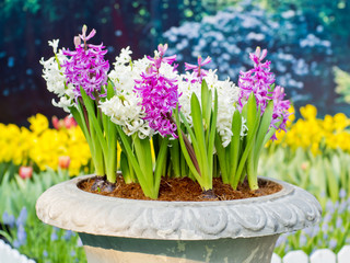 Pink, blue and white hyacinths in pot