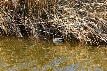 reedy lakeside with duck