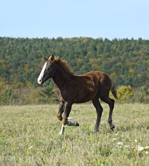 Obraz premium Horse