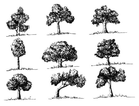 Vector trees with leaves   black silhouettes
