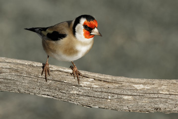 Oiseau chardonneret élégant