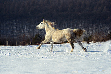 Fototapeta na wymiar Horse