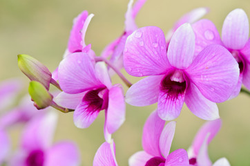 Fototapeta na wymiar Dendrobium orchid hybrids is white and pink stripes