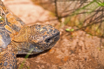 Shot of the head of land turtle in zoo.