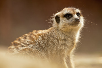Meerkat in zoo. Close-up.