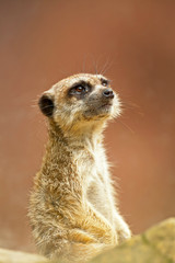 Meerkat in zoo. Close-up.