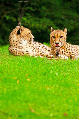 Two lazy cheetahs resting in the grass in the zoo.