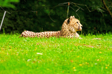 Obraz na płótnie Canvas Jeden leniwy gepardy odpoczynku na trawie w ogrodzie zoologicznym.