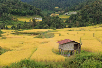 Golden rice field in countryside of Thailand