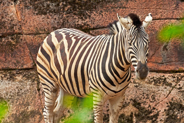 Fototapeta na wymiar Zebra standing alone in zoo.