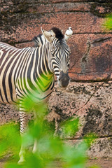 Zebra standing alone in zoo.