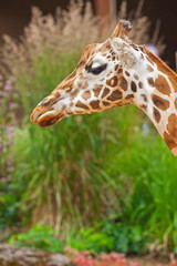Rothschild giraffe in zoo. Head and long neck.