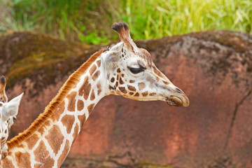 Rothschild giraffe in zoo. Head and long neck.