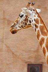 Rothschild giraffe in zoo. Head and long neck.