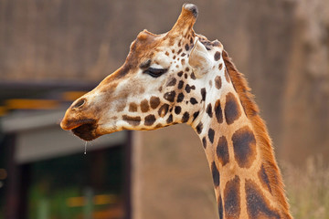 Rothschild giraffe in zoo. Head and long neck.