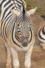 Naklejka premium Close-up of a zebra in the zoo.