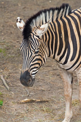 Fototapeta na wymiar Close-up of a zebra in the zoo.