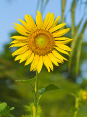 Fresh sunflower under the blue sky in farmland.