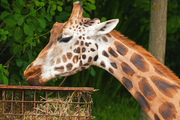 Rothschild giraffe in zoo. Eating. Head and long neck.