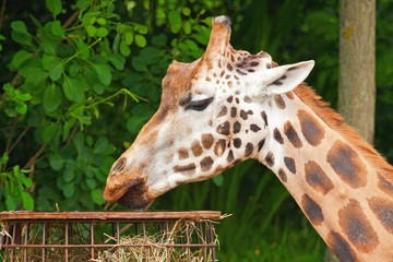 Rothschild giraffe in zoo. Eating. Head and long neck.